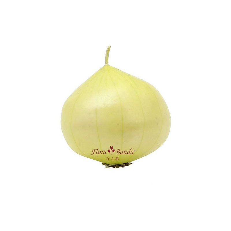 Artificial Onion - White