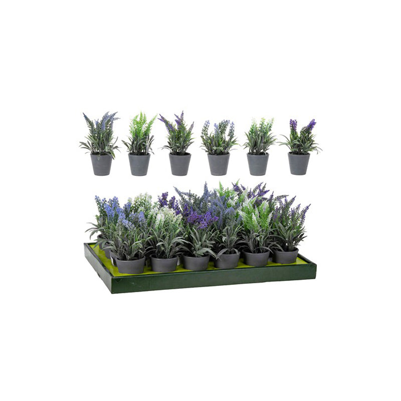 Lavender In Grey Pot 6 Asstd