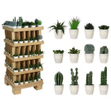 Koopman Plants In White Pot 12Asstd - Multicolor