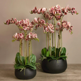 Oasis Artificial Orchids in Black Pot 23cm