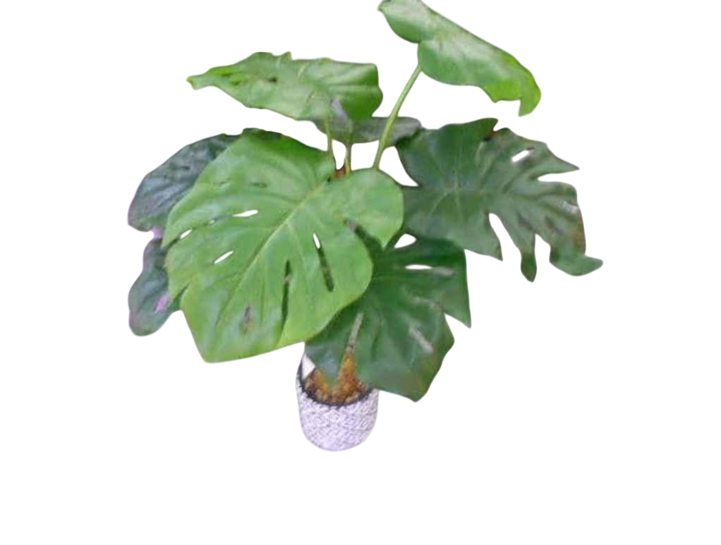 Artificial Monstera Plant With Cement Pot-Green