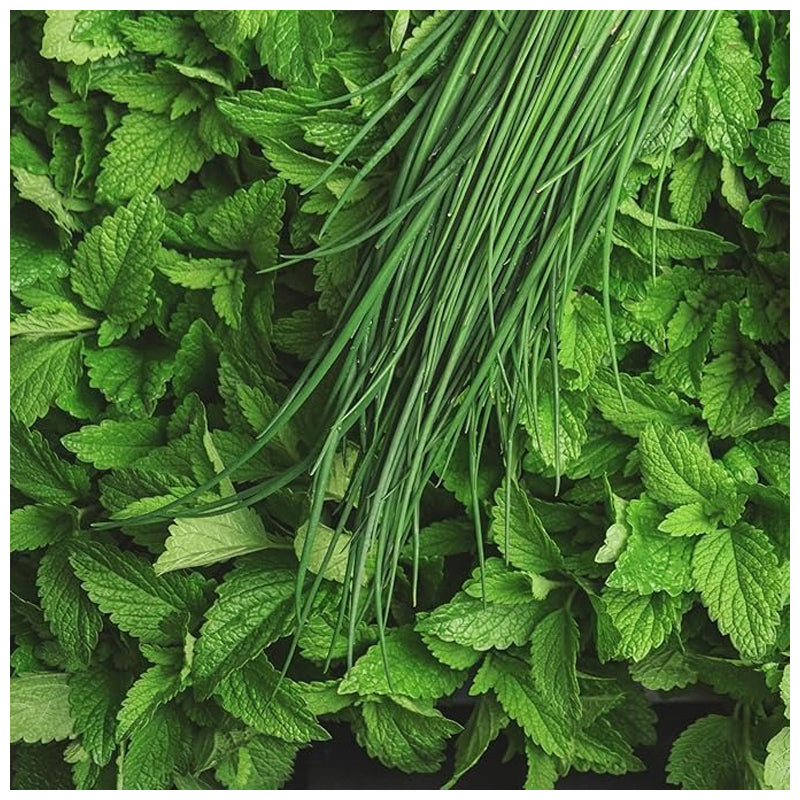 Tuscany Candle Empire Eucalyptus Mint 397 Gram -Green