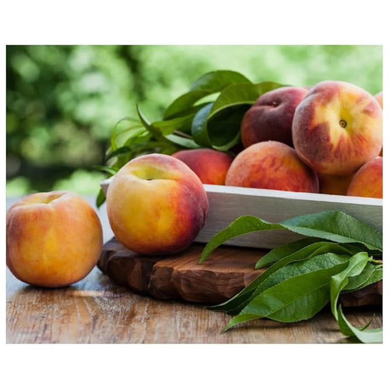Tuscany Candle Empire Peach Prosecco 510 Gram -Pink