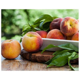 Tuscany Candle Empire Peach Prosecco 510 Gram -Pink