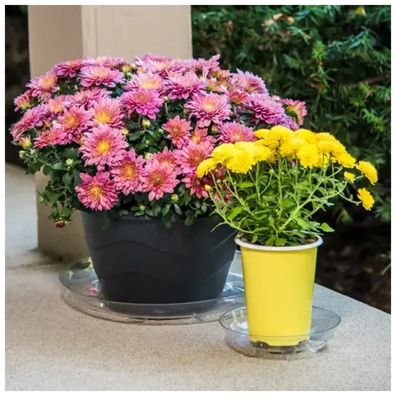 Gardener'S Blue Ribbon Saucer Plus 8"-Clear