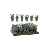 Lavender In Grey Pot 6 Asstd
