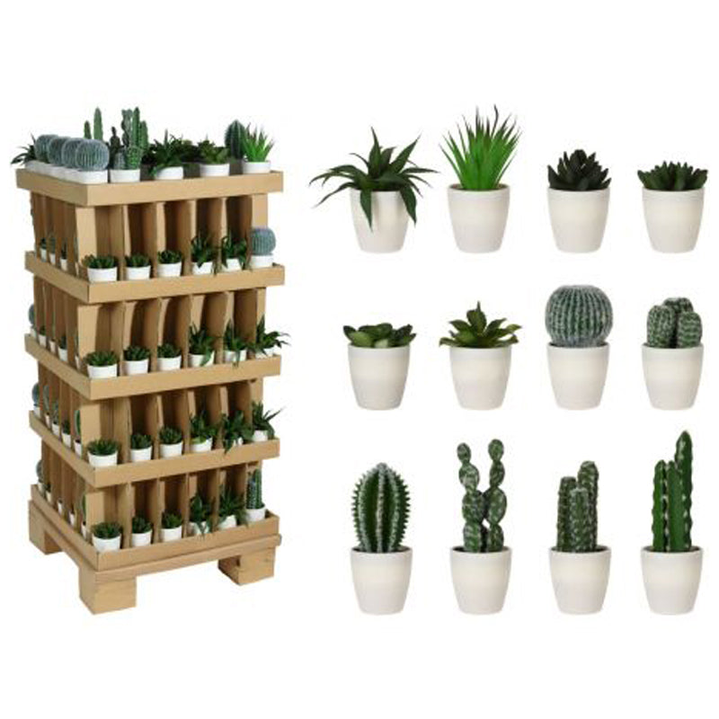 Koopman Plants In White Pot 12Asstd - Multicolor