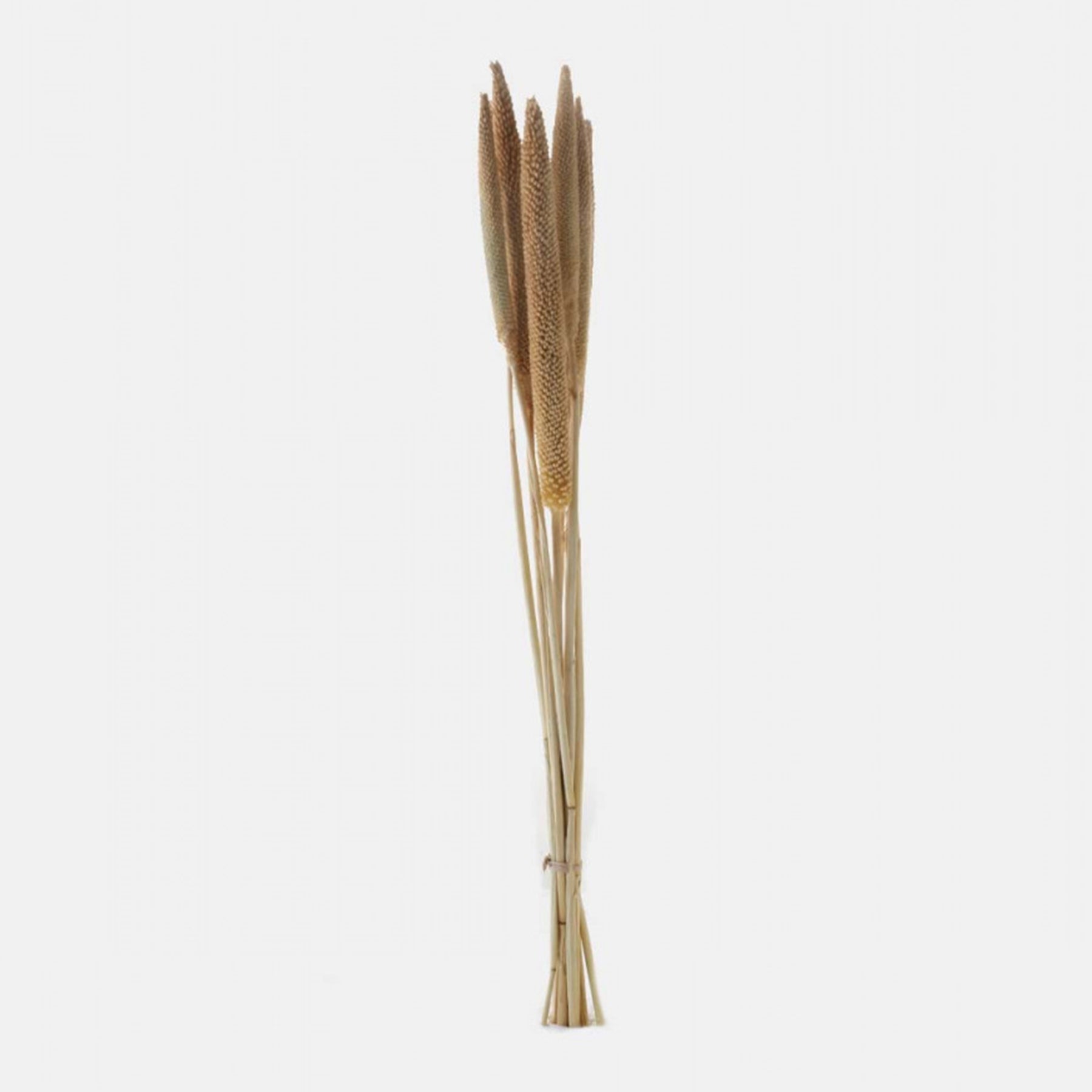 Natural dried branches