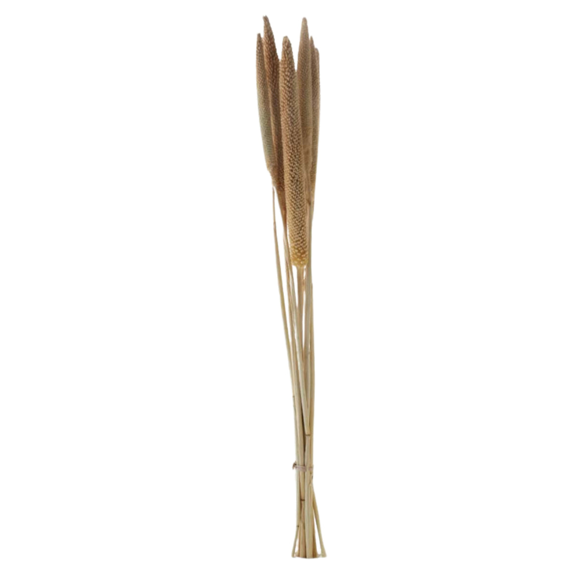 Natural dried branches
