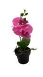 Oasis Artificial Orchids in Black Pot 23cm